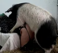 หนังโป๊เย็ดหมา สาวใหญ่เล่นเซ็ก ตัวอวบเงี่ยนมากให่หมูในฟาร์มมาขยี้กามเธอ